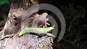 Banana slug on a tree stump in the Redwoods, California