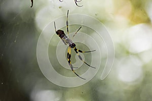Banana spider