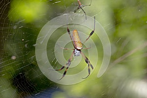 Banana Spider