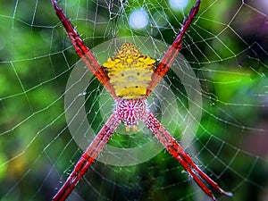 Banana Spider