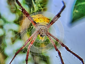Banana spider