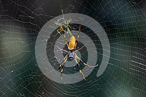 banana spider waiting for prey