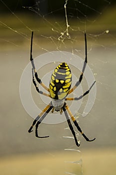 The Banana Spider on the Web
