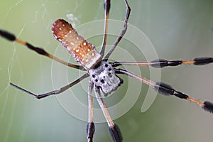 Banana spider on web closeup