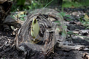 Banana stump