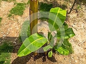 Banana suckers growing at the base of banana plant