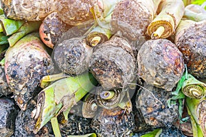 Banana suckers under the ground is a big rhizome called the corm