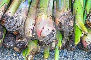 Banana suckers under the ground is a big rhizome called the corm