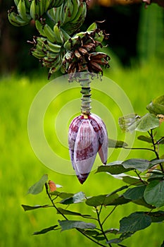 Banana tree