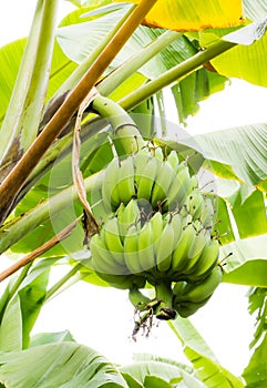 Banana tree