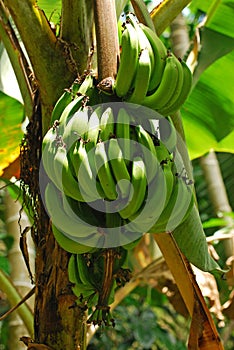 Banana tree