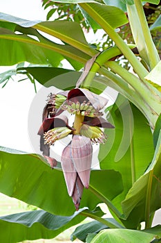 Banana tree with baby bananas