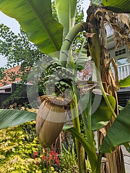 Banana tree with baby fruits