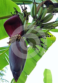 Banana tree banana bloossom