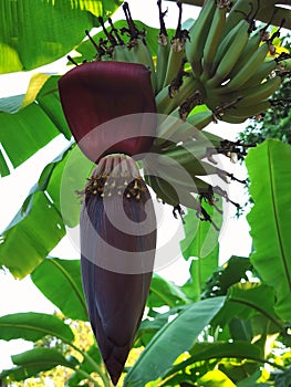 Banana tree banana bloossom