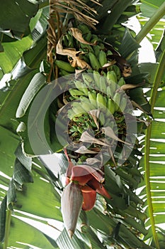 Banana tree and banana blossom