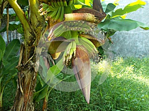 Banana tree with banana flowers and young banana