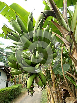 Banana tree and banana fruits