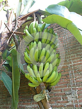 Banana tree and banana fruits on it