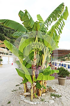 banana tree with banana fruits at Parga town Greece in front of the beach