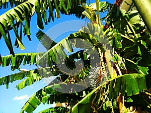 Banana tree Banana palm tropical