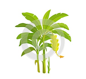 Banana tree. Bananas palm. Vector Illustration plants. Harvest biology. Musa acuminata.