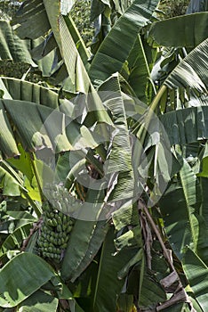 Banana tree in Batangas, the Phillipines.