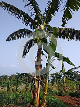 banana tree