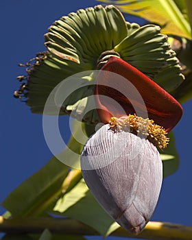 Banana Tree Bloom
