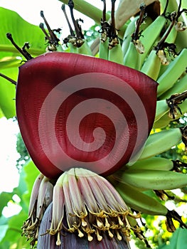 Banana tree banana bloossom