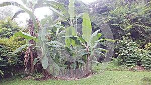 Banana tree, West Java Indonesia
