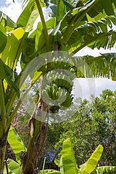 Banana tree with a bunch