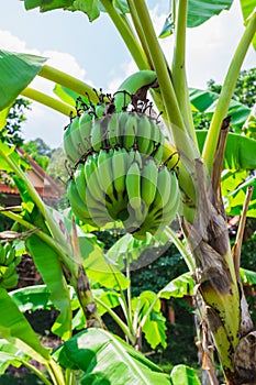 Banana tree with a bunch