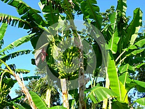 Banana tree and img