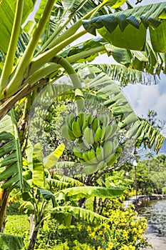 Banana tree with a bunch