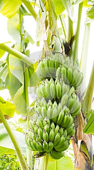 Banana tree