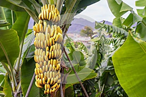 Banana tree with a bunch bananas