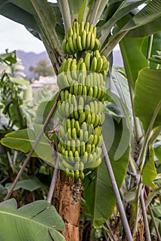 Green Banana tree with a bunch of bananas