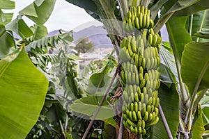 Banana tree with a bunch of bananas