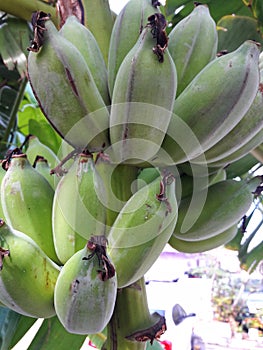 Banana tree with bunch of green banana