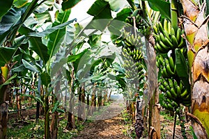 Banana tree with a bunch of growing bananas