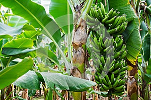 Banana tree with a bunch of growing bananas