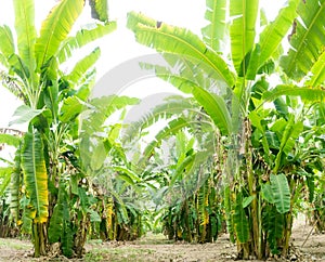 Banana tree with a bunch of growing bananas,darktone