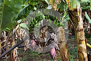 Banana tree with a bunch of growing bananas.