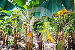 Banana tree with bunch of growing green bananas and banana flower. Agricultural plantation at Canary Islands, Spain