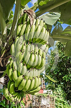 Banana tree with bunch of growing green bananas in village