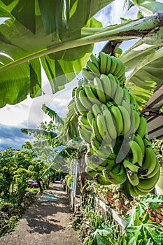 Banana tree with bunch of growing green bananas in village