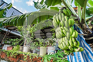Banana tree with bunch of growing green bananas in village