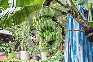 Banana tree with bunch of growing green bananas in village