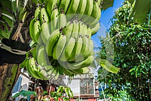 Banana tree with bunch of growing green bananas in village